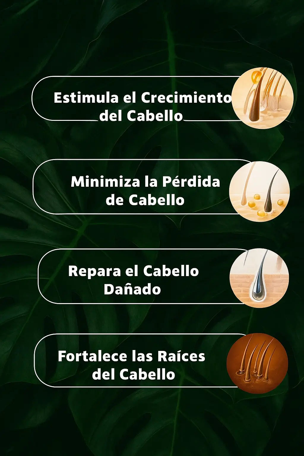 Encabezado