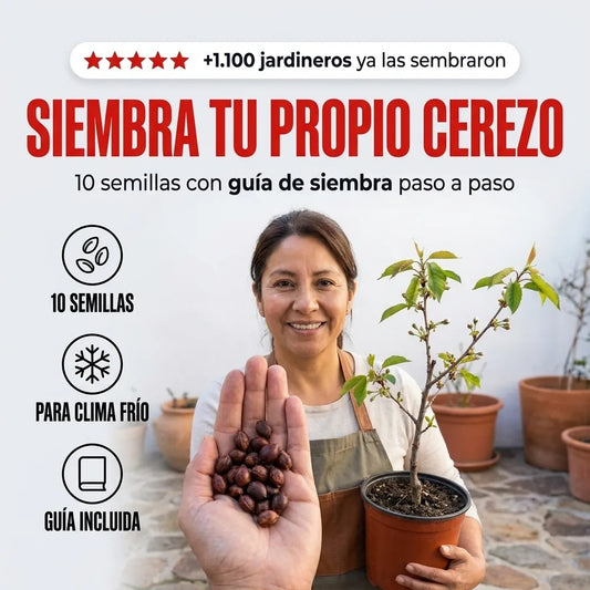 Semillas de Cerezo — 10 Semillas para Sembrar en Clima Frío